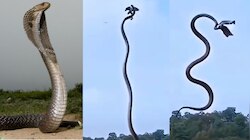 Snake Video: గుండెలు గుభేల్.. గాల్లో ఎగిరి పక్షులను పట్టుకున్న నాగు పాము.. వీడియో..