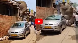 Elephant Jumping Video: కారుపై దూకిన ఏనుగు.. సంచలనం సృష్టిస్తున్న వీడియో.. 