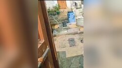 Snake Dog Fight: గంటపాటు నాగుపాము, కుక్క యుద్ధం.. వైరల్‌ వీడియో