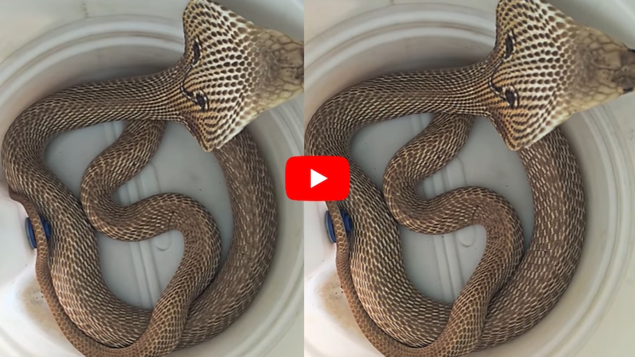 Cobra Hood Video: వామ్మో.. ప్లాస్టిక్ డబ్బాలో పడగ విప్పిన నాగుపాము.. వీడియో ఇదే చూడండి..