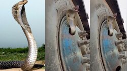 Snake Video: అయ్యోపాపం.. పెద్ద టైర్‌లో ఇరుక్కుని బుసలు కొడుతున్న నాగు పాము.. వీడియో 