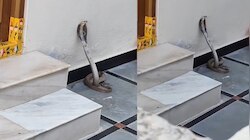 Snake Video: బాప్ రే.. మెయిన్ డోర్ మెట్ల దగ్గర నాగు పాము.. పడగ విప్పి మరీ.. వీడియో
