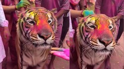 Video Viral: వామ్మో.. పెద్దపులితో గ్రామస్తుల హోలీ పండగ..?.. అసలు విషయం తెలిస్తే 