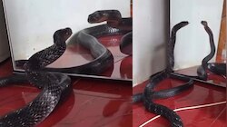 Snake Video: అరె వావ్.. అద్దంలో చూసి మురిసిపోయి, మెలికలు తిరుగుతున్న నల్ల నాగుపాము..