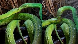 Snakes Video: వామ్మో..  గాఢంగా ముద్దుల్లో మునిగి తెలుతున్న రెండు గ్రీన్ స్నేక్స్.. 