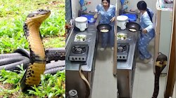 Snake In Kitchen Video: ఓర్నాయనో..  కిచెన్‌లో సడెన్ ఎంట్రీ ఇచ్చిన భారీ కింగ్ కోబ్రా?