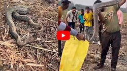 Viral Video: భారీ కొండచిలువ.. పసుపు రంగు సంచిలో బంధించిన స్నేక్ ఎక్స్‌పర్ట్.. వీడియో!