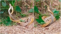 Snakes Video: కూల్ వెదర్‌ను ఎంజాయ్ చేస్తున్న రెండు పాములు.!.. గాఢంగా పెనవేసుకుని మరీ