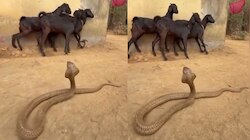 Snake video: ఓర్నాయనో.. మూడు మేకలకు సుస్సు పోయించిన నాగు పాము.. పడగ విప్పీ మరీ.. 