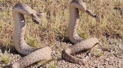 Snake video: డైవర్షన్‌కు బ్రాండ్ అంబాసిడర్.!... ఈ పాము ట్యాలెంట్ చూస్తే గూస్ బంప్స్ 