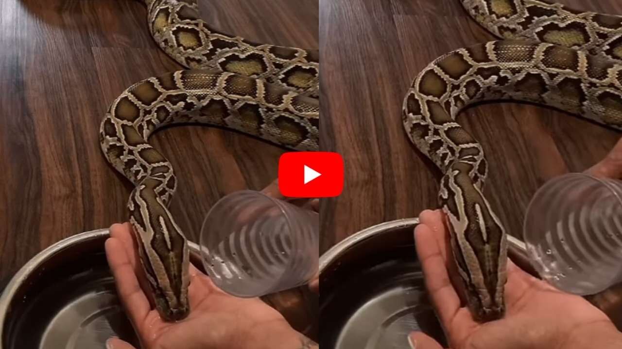 Man Feeds Water To Giant Burmese Python In His Palms Viral Video ...