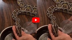 Giant Python Video: వామ్మో.. దోసిలితో బర్మీస్ పైథాన్‌కు నీటిని తాగించిన యువకుడు.. వీడియో చూడండి!