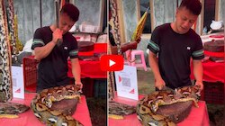 Giant Python Video: చికెన్, మటన్ లాగే కొండచిలువ మాంసం విక్రయం..వైరల్ అవుతున్న వీడియో!