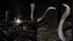 Snake Video: నాగ మణి నీడలో రొమాన్స్ చేసుకుంటున్న జంట నాగులు.. అరుదైన వీడియో..