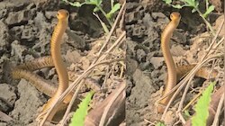 Snake Video: అరె వావ్.. మెలికలు తిరుగుతూ ఖతర్నాక్ డ్యాన్స్ చేస్తున్న పాము.. వీడియో 