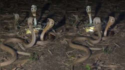 Snakes Video: ఓర్నాయనో.. చిమ్మ చీకట్లో నాలుగు నాగు పాముల సయ్యాటలు.. ఓళ్లు గగుర్పొడి