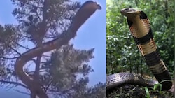 Snake Video: బాప్ రే.. గుండెలు గుభేల్.. చెట్టుపైన పడగ విప్పిన భారీ పాము.. వీడియో