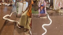 Swetha naagu Video: అద్భుతం.. పూజ చేస్తుండగా ప్రత్యక్షమైన శ్వేత నాగు.. వీడియో వైరల్