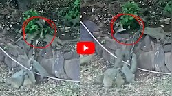 Python Vs Mongoose Video: భారీ కొండచిలువపై ముంగిసల సర్జికల్ స్ట్రైక్.. చూస్తే ఒళ్లు గగుర్పొడాల్సిందే! వీడియో..