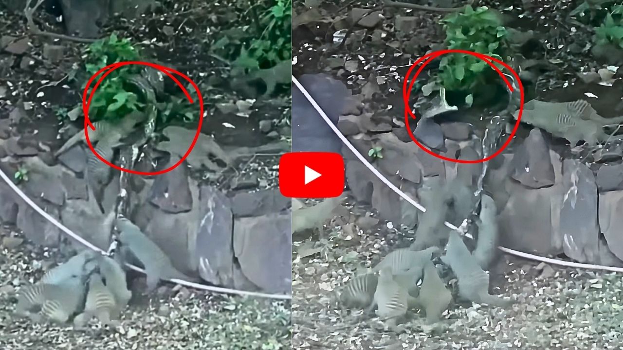 Python Eats Mongoose Group Of Mongooses Hunt And Eat Giant Python In Rare Jungle Battle ...