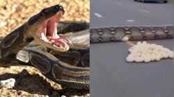 Python Video: ఓర్నాయనో.. నడి రోడ్డుమీద కుప్పల కొద్ది గుడ్లు పెట్టిన భారీ కొండ చిలువ.. వీడియో వైరల్..
