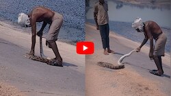 Python Video: కాలువలో కొండచిలువ.. ప్రాణాలకు తెగించి బయటకు లాక్కొచ్చిన వృద్ధుడు! వీడియో..