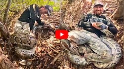 Giant Python Video: కొండచిలువతో సాహసం.. కాళ్లను గట్టిగా చుట్టేసిన పాము.. వీడియో!
