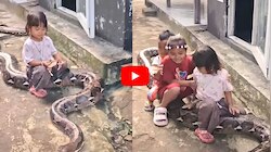 Giant Python Video: భారీ కొండచిలువపై పిల్లల సవారీ.. వీడియో చూస్తే షాక్ అవ్వాల్సిందే! వీడియో..