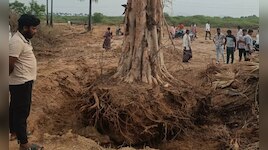 బ్రహ్మంగారు చేసిన అద్భుతం! నరికిన చెట్టు తెల్లవారే సరికి లేచి నిల్చుంది..ఎక్కడంటే?