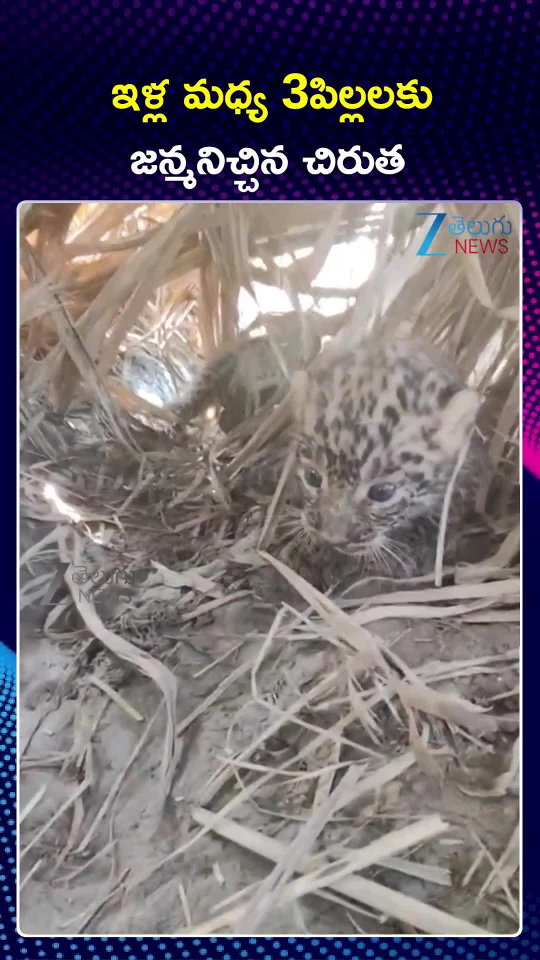 Viral Video: జనావాసాల్లో ముగ్గురు పిల్లలకు జన్మనిచ్చిన చిరుత.. వీడియో చూశారా..!