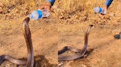 Snake Video: నువ్వు తోపు భయ్యా.. బుసలు కొడుతున్నపాముకు నీళ్లను తాగిస్తూ మరీ.. వీడియో