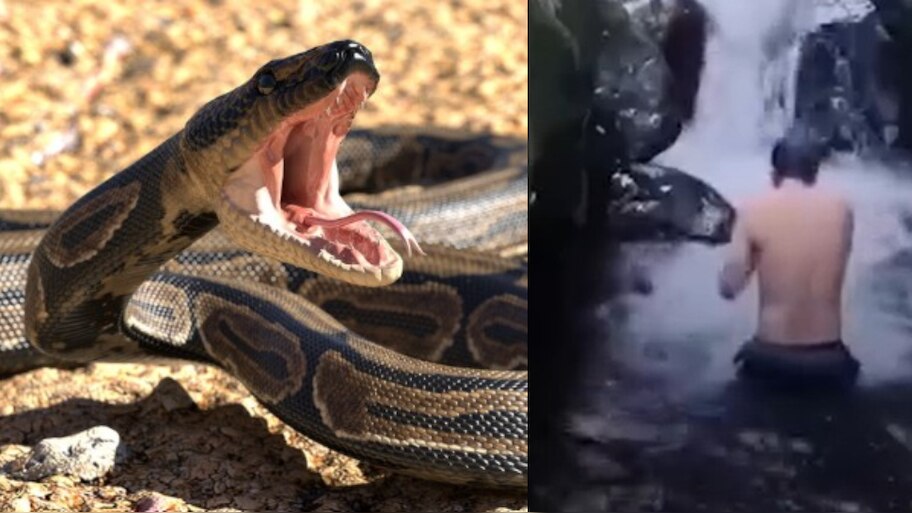 Tourist attacked by big python while bathing near water fall video ...