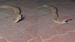 Python Video: వామ్మో.. పొట్ట నిండా తిని కదల్లేక  కొండ చిలువ ఏంచేస్తుందో తెలుసా..?.. వీడియో వైరల్..
