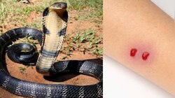 Snakes Facts: పాము సడెన్ గా మీకు ఎదురైందా..?..ఈ ఒక్క పనిచేస్తే కోబ్రా కాటు వేయకుండా 