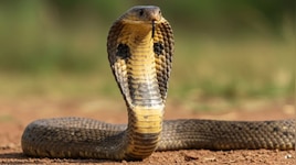 Snake Bite: పొరపాటున పామును చంపారా..?.. తప్పకుండా చేయాల్సిన పనులు ఏంటో తెలుసా..?..