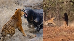 Video Viral: పెద్దపులికే సుస్సు పోయించిన ఎలుగుబంటి.. రెండు కాళ్లపై నిలబడి మరీ.. వీడియో వైరల్..