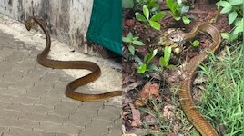 Cobra Video: బాప్ రే ..  పెద్దకప్పను పట్టుకుని నాగు పాము ఎంత స్పీడ్‌గా వెళ్తుందో 