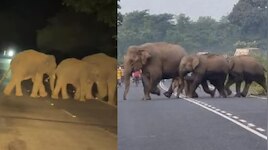Elephants in Tirupati: తిరుపతి జిల్లా ఘాట్ రోడ్డులో  ఏనుగుల హల్ చల్.. గంటకుపైగా