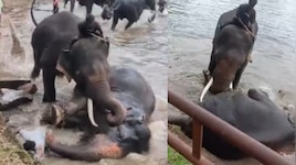 Elephants attack on Tamil nadu Tourist Video: రెండు భారీ ఏనుగుల మధ్య భీకర ఫైటింగ్