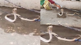 Snake Video: వేముల వాడలో నాగు పాముకు ఎండ దెబ్బ.. స్నేక్ క్యాచర్ చేసిన పనికి జనాలు 