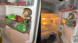 Cobra In fridge Video: ఓర్నాయనో.. ఫ్రిజ్‌లో కూర్చుని బుసలు కొడుతున్న నాగు పాము.. 