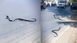 Cobra Video: వామ్మో.. ఎండకు హీటెక్కిన రోడ్డు... నోట్లో ఎలుకతో నాగుపాము పరుగో పరుగు.. వీడియో వైరల్..