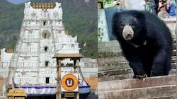Bear in  Tirumala Video: తిరుమల రెండో ఘాట్ మార్గంలో ఎలుగు బంటి హల్ చల్.. వీడియో..
