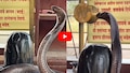 Cobra Video: శివాలయంలో భోళాశంకరుడి లీలా.. శివలింగంపై నాగుపాము.. వీడియో..