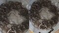 Haridwar Baby Cobra Video: గుండెలు గుభేల్.. వాటర్ ట్యాంక్‌లో ఏకంగా 27 పాము పిల్లలు.. వీడియో వైరల్..