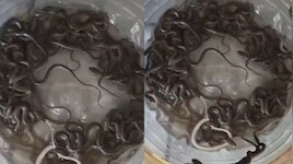 Haridwar Baby Cobra Video: గుండెలు గుభేల్.. వాటర్ ట్యాంక్‌లో ఏకంగా 27 పాము పిల్లలు..