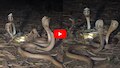 Nagamani Video: వామ్మె.. నాగమణికి నాలుగు నాగుపాముల పహారా.. వీడియో ఇదే..
