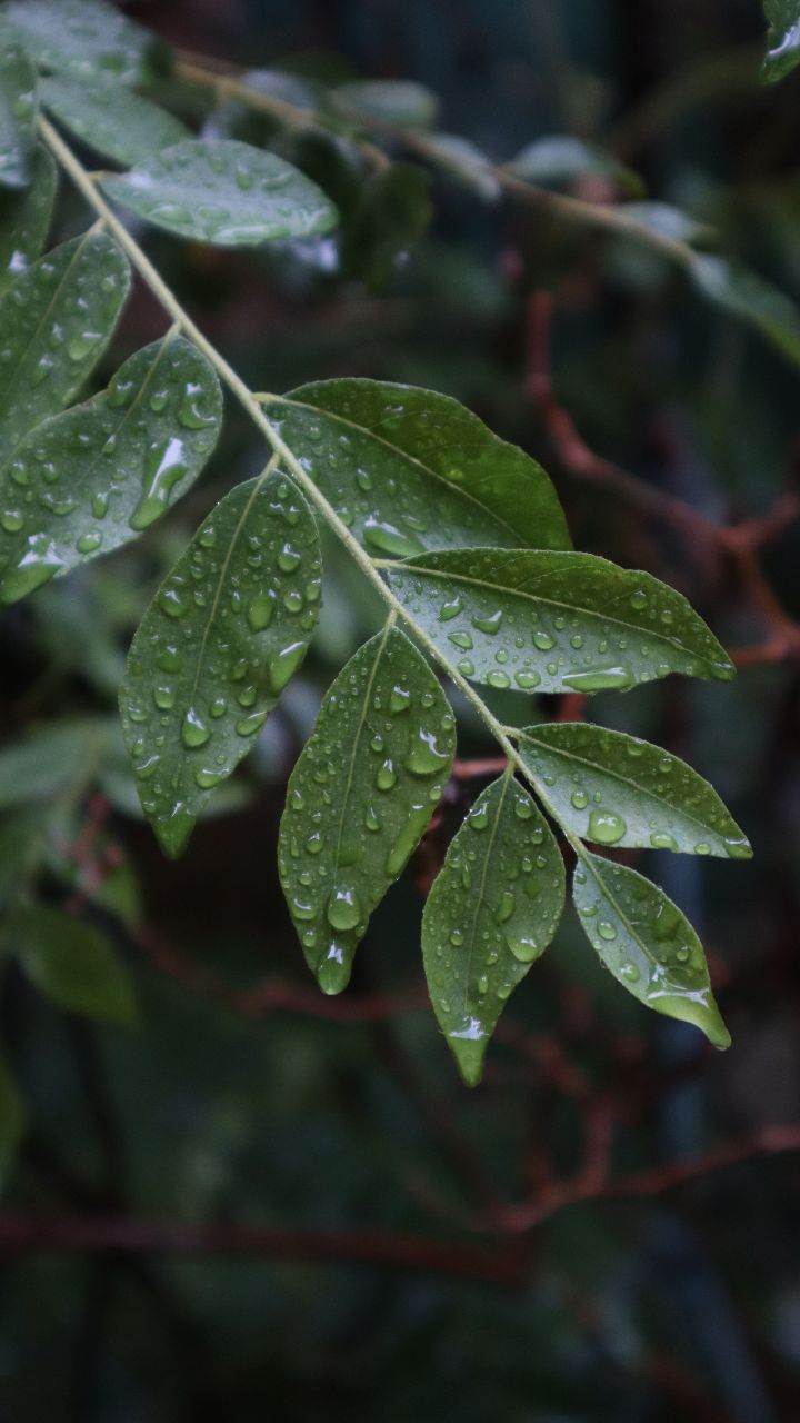 Curry Leaves: కూరల్లో కరివేపాకు.. డాక్టర్లు చెబుతున్న ఈ నిజాలు తెలిస్తే అస్సలు వదలరు!