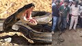 Huge Python in Bhimavaram: బాప్ రే.. జనావాసాల్లోకి వచ్చిన 9 అడుగుల భారీ కొండ చిలువ.. హనుమాన్ టీమ్ ఏంచేశారంటే..?..