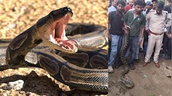 Huge Python in Bhimavaram: బాప్ రే.. జనావాసాల్లోకి వచ్చిన 9 అడుగుల భారీ కొండ చిలువ.. హనుమాన్ టీమ్ ఏంచేశారంటే..?..